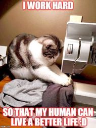 Cat Memes